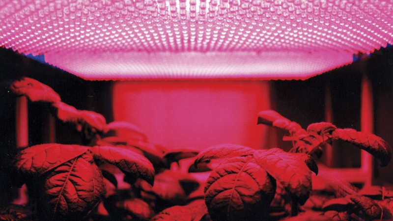 Illustration for article titled 14 High-Tech Farms Where Veggies Grow Indoors